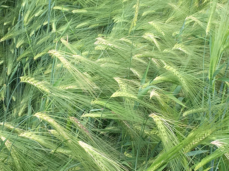 15286894234592.jpg 青稞授權到2021年3月14日.jpg